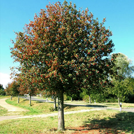       Sorbus intermedia 